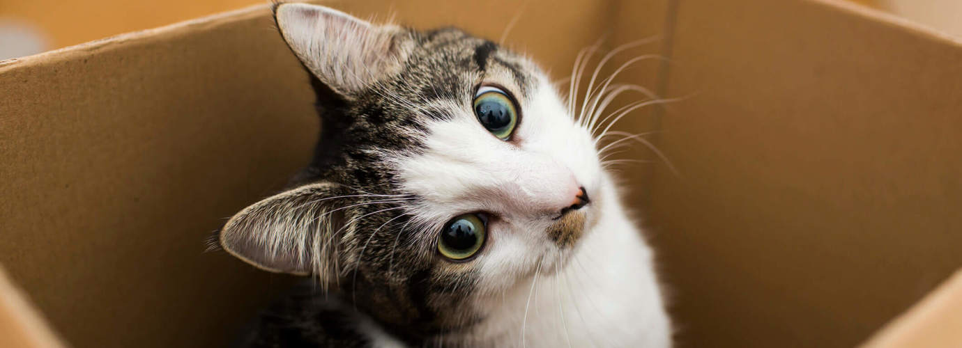Comment Demenager Avec Un Chat Lotus Comment Demenager Avec Un Chat Lotus